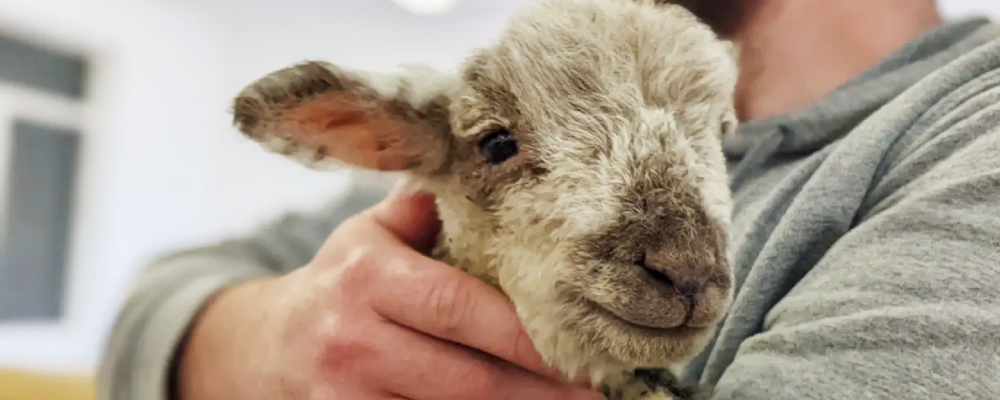 farm animals at stoughton grange